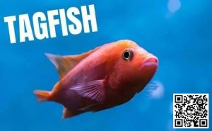 【EV扑克】策略教学:你是一条紧凶的“鱼”吗?对照这7点看看-EV德州扑克